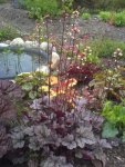 heuchera2.JPG