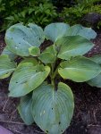 Hosta.JPG