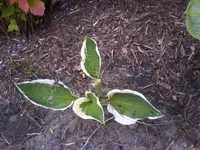 hosta2.webp