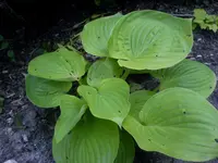 hosta3.webp