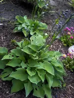 hosta mini.webp