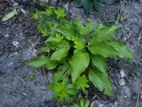 hosta mini2.webp