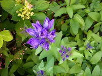 Gartenbilder Hartmann 02.06.2014 001.webp