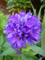 Gartenbilder Hartmann 02.06.2014 005.webp