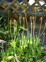 Gartenbilder Hartmann 02.06.2014 007.webp