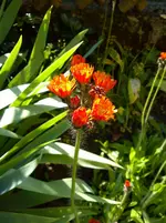 Gartenbilder Hartmann 02.06.2014 009.webp