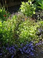 Gartenbilder Hartmann 02.06.2014 013.webp