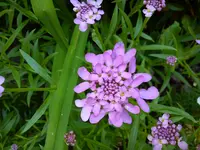 Gartenbilder Hartmann 02.06.2014 016.webp