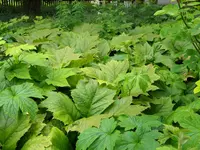 DSCN8332.webp
