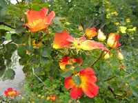 DSCN8336.webp
