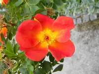 DSCN8337.webp