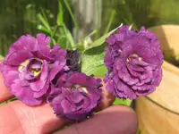 001_1024x768.webp