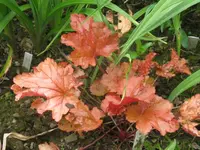 paprika_1024x768.webp
