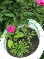 009_576x768.webp