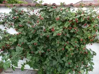 DSC01742.webp