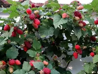 DSC01747.webp