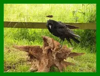 075.webp