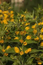Gelbfelberich 140602.webp