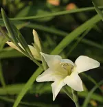 Gladiole 140602.webp