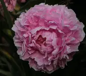 Sarah Bernhardt.webp
