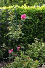 Pink cloud_140525.webp