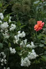 Jasmin_Westerland.webp