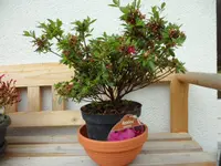 SAM_4269.webp