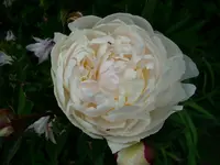 DSCI2587.webp