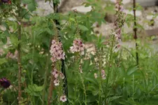 DSC01531.webp