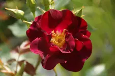 DSC01532.webp