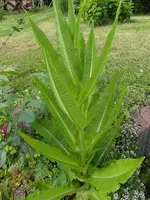 SAM_0615.webp
