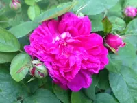image.webp