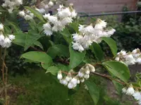 Jasminoder.webp