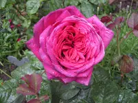 IMG_2841.webp
