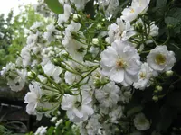 IMG_2850.webp