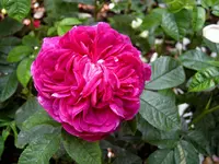 IMG_2870-001.webp