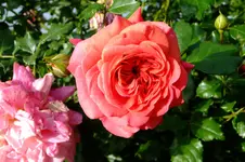 DSCF1703.webp