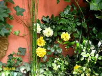 IMG_2890-001.webp