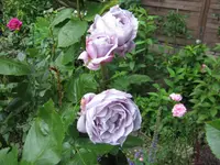 IMG_2891-001.webp