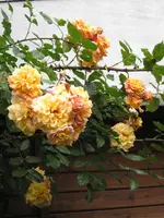 IMG_2895.webp
