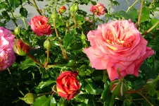 DSCF1704.webp
