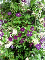 IMG_2906-001.webp