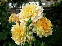 IMG_2915-001.webp
