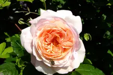 DSCF1719.webp