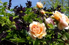 DSCF1720.webp