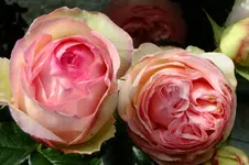 DSCF1746.webp