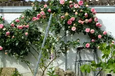 DSCF1743.webp
