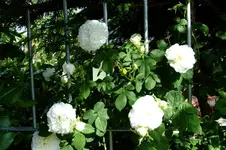 DSCF1724.webp