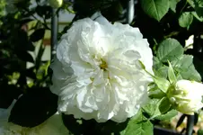 DSCF1725.webp