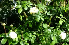 DSCF1723.webp